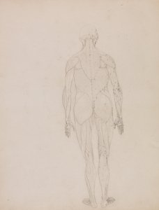 Esposizione anatomica comparativa della struttura del corpo umano con quella di una tigre e di un co...
